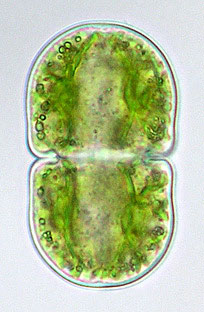 Cosmarium quadratum